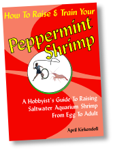 How To Raise & Train Your Peppermint Shrimp